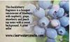 Country Collection - Huckleberry - 16oz Soy Canning Jar
